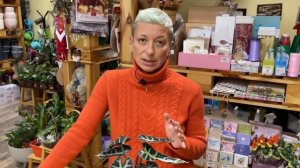 Алоказия Бамбино Арроу - обзор сорта | Чем он отличается от Алоказии Полли