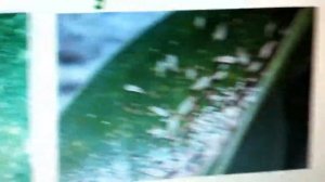 Как выглядят ТРИПСЫ, ПОРАЖЕНИЕ ТРИПСОМ  и КЛАДКИ ИХ ЯИЦ