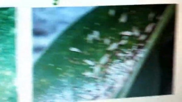 Как выглядят ТРИПСЫ, ПОРАЖЕНИЕ ТРИПСОМ  и КЛАДКИ ИХ ЯИЦ