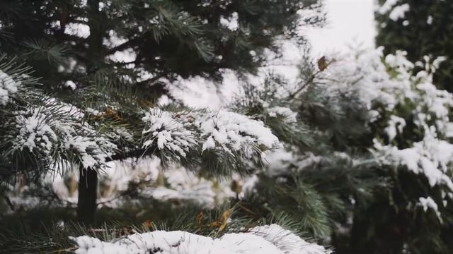 Похождения Персика и Лимончика│20.Снежный Бой смотреть онлайн