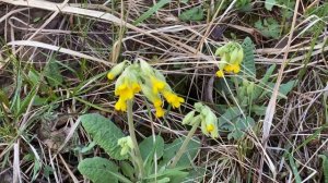 Первоцвет весенний