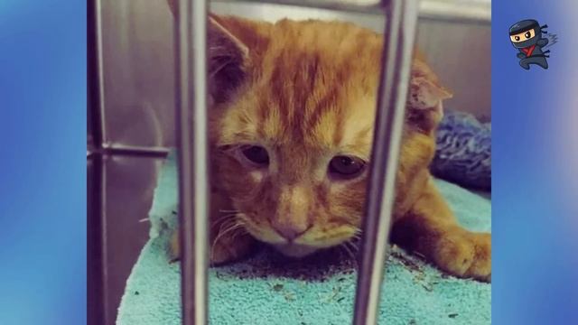 Coppia Adotta Il Gatto Più Triste: Un Ora Dopo Accade Qualcosa Di Incredibile смотреть онлайн