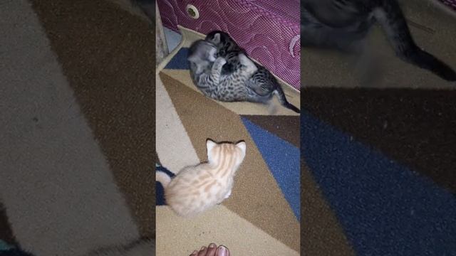 Породы азиатских камышовых кошек смотреть онлайн