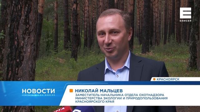 Житель Красноярска спас детёныша косули, а оказалось, что нарушил закон смотреть онлайн