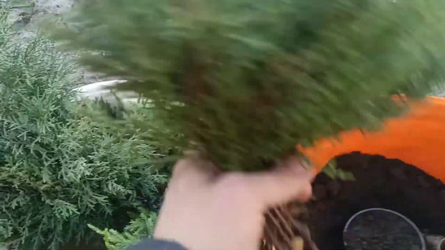 Самый простой но надёжный способ выращивания туи.