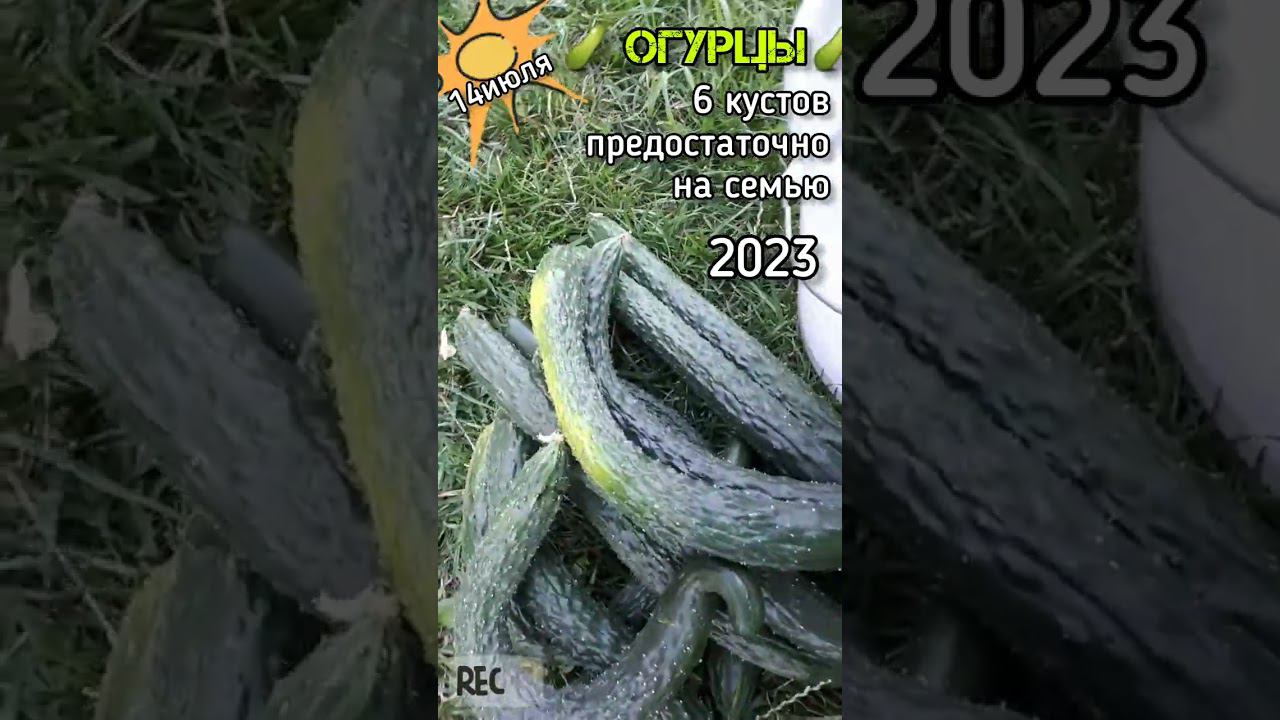 Едим #огурцы от пуза ОГУРЦЫ ПОПЕРЛИ в открытом грунте Всего 6 кустов #урожай отличный 14 июля смотреть онлайн