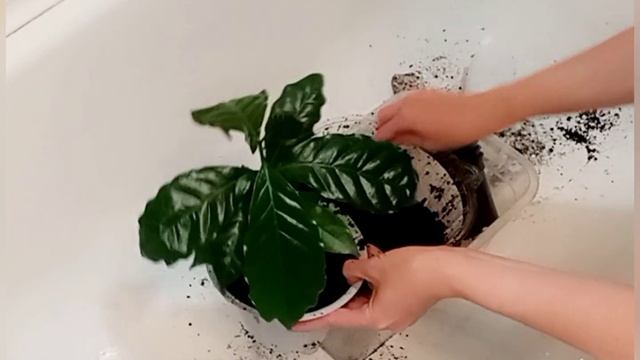 Дерево кофе арабика Нана дома на окне. Описание, уход, пересадка. смотреть онлайн