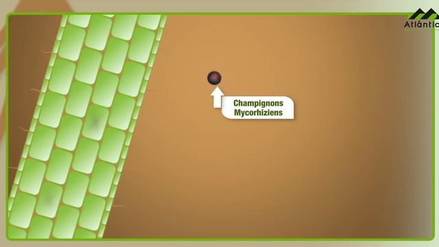 Atlanticell Micomix (Français) - Atlántica Agrícola смотреть онлайн