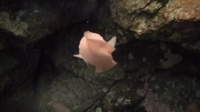 タマコンニャクウオ　Tamakonnnyakuuo　Careproctus rausuensis　アクアマリンふくしま　Aquamarine Fukusima смотреть онлайн