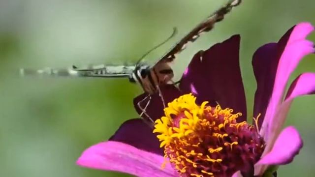 Экологический проект, детский сад, старший возраст смотреть онлайн