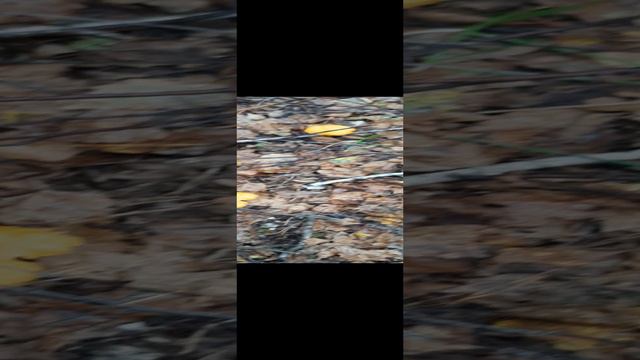 Лисички #грибы #тихаяохота #лисички