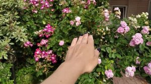 Роза плетистая Purple Splash (Oh Wow!). Непрерывно цветущая! Полосатая, фиолетовая, супер роза!