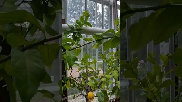 Lemon Tree In Helsinki || Rutaceae Px Citrofortunella Microcarpa смотреть онлайн