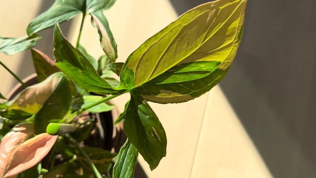 Gorgeous SYNGONIUM Collection - Arrowhead Plant Collection And Descriptions