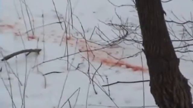 Подборка видео о охоте с луком и арбалетом смотреть онлайн