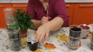 Черенкование хризантем. Этот способ отлично работает!