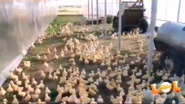 классное видео ! Утки под песню ,, потанцуем Джек " смотреть онлайн