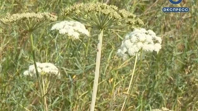 В Пензенской области наши заблудившихся в лесу москвичей смотреть онлайн