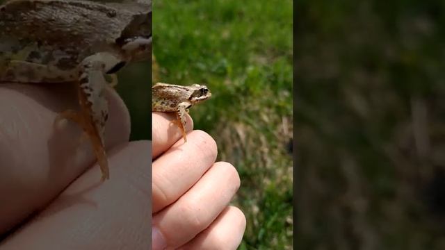 Немного о лягушках смотреть онлайн