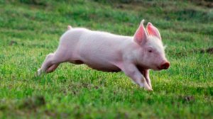 бегает по полю весело кабанчик🐗(remix)