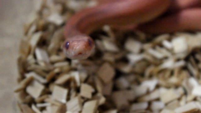 Маисовый полоз Урсула в линьке смотреть онлайн