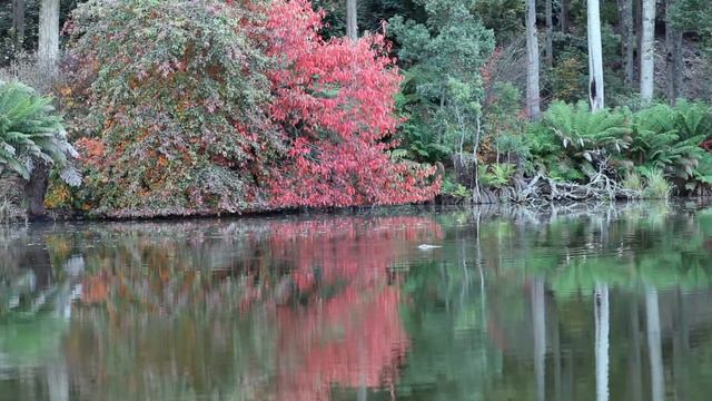 Emu Valley Rhododendron Garden смотреть онлайн