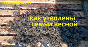 #Пчёлы. Почему сборные семьи зимуют хуже. Как утеплены улья лежаки весной