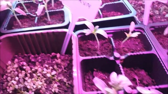 Реанимирую рассаду/Пикировка петунии и цинерарии//Наталья Харитонова смотреть онлайн