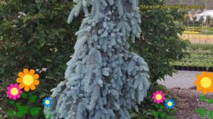 Ель голубая Зе Блюз. Краткий обзор, описание характеристик, где купить picea pungens The Blues