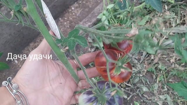 Вкуснейший томат с сладким медовым вкусом "ЯРКИЙ САМОЦВЕТ"/ДАЧА УДАЧИ смотреть онлайн