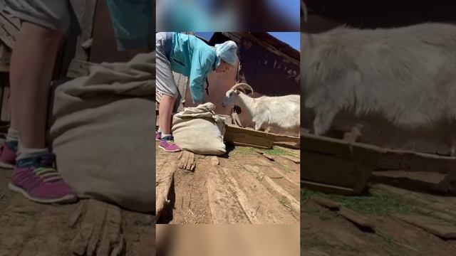 Вычесывание козы