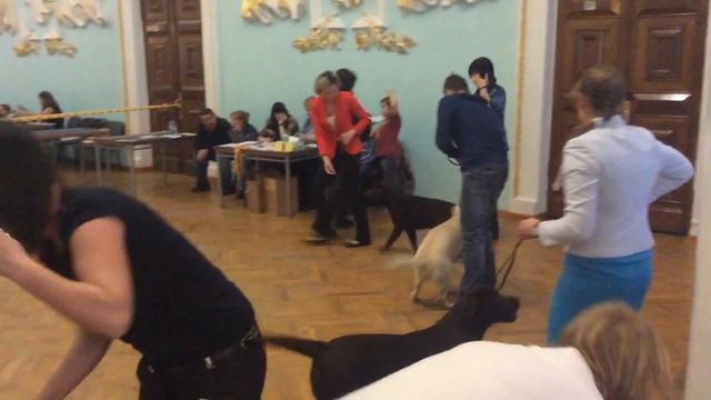 14.02.2016. Тула. Чемпионат РКФ. Лабрадоры: класс юниоры/суки. Inamorato Selfy For Memory.