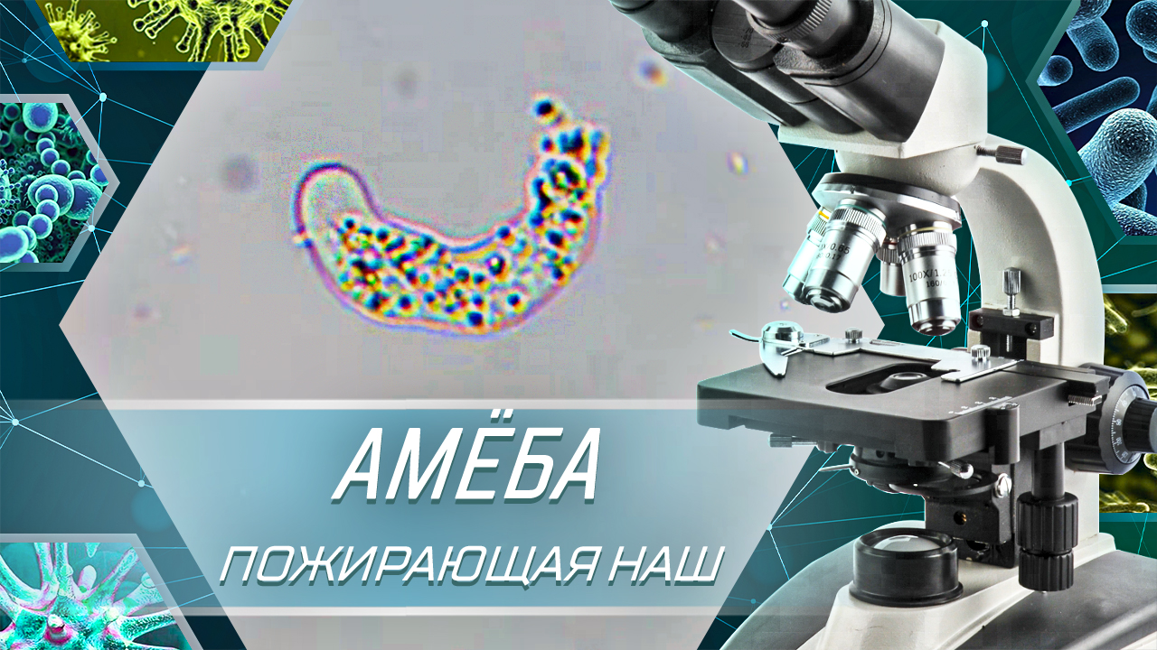 Амеба - Пожирающая наш мозг | Амеба группы LIMAX смотреть онлайн