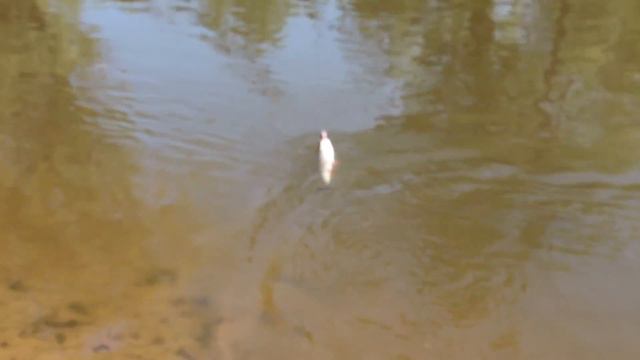 Shallow Cra-Pea - основной крэнк малой реки смотреть онлайн