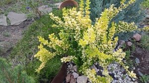 Декоративные кустарники в САДУ! ОБЗОР!