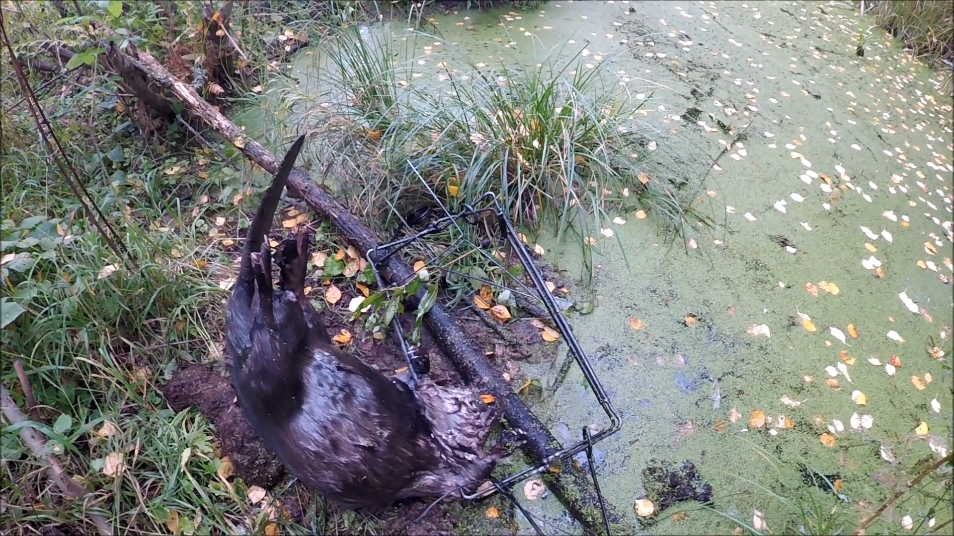 Охота на бобра. Капкан КП 600х320 в действии (Будни охотника и рыбака) смотреть онлайн