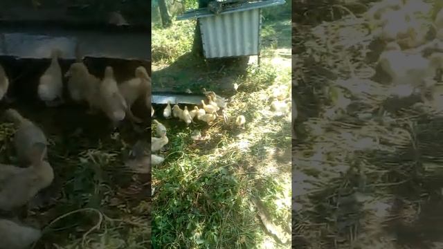 Овощи на котором утята наберают быстро вес. смотреть онлайн
