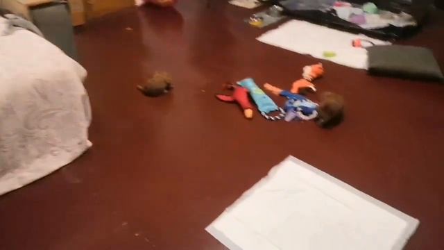 Щенки. Учим не бояться грозу, приучаем к пеленке ( основные правила)