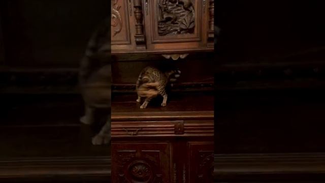 Бенгальские котята. Купить бенгальского котёнка. Розетка на золоте. Котёнок продаётся смотреть онлайн