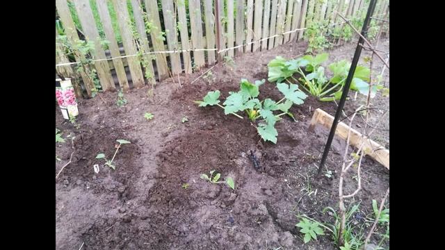 Благоприятные дни для посева кабачков в мае 2021 года по лунному календарю смотреть онлайн