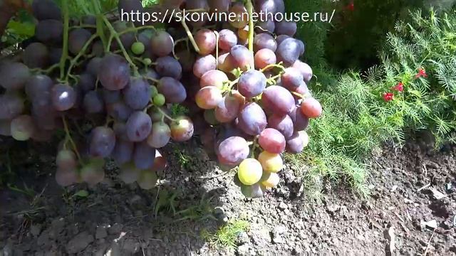 100+ новейших гибридных форм винограда на участке Олейника С. В. 5.08.2019. Часть 1 смотреть онлайн