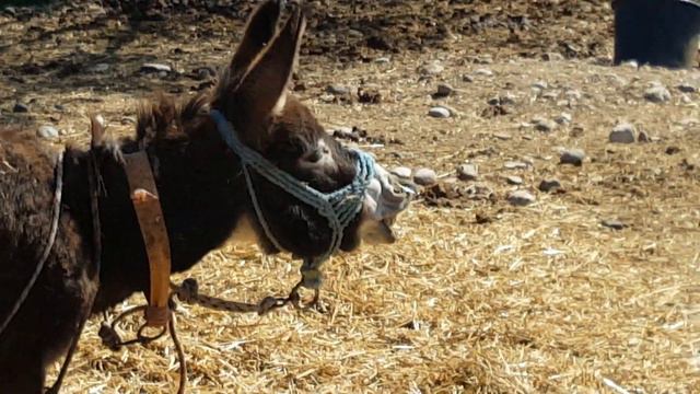 DONKEY marco DOES URINE TEST // Horses, Donkeys and Katrin смотреть онлайн