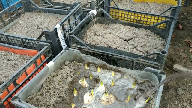 Выгонка тюльпанов. Твердый грунт, что из этого вышло. Полив и уход.