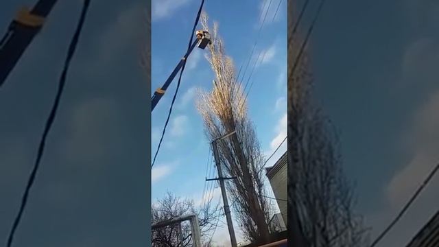 Спил тополя с автовышки ... ООО.бобер..ст..ленинградская ... смотреть онлайн