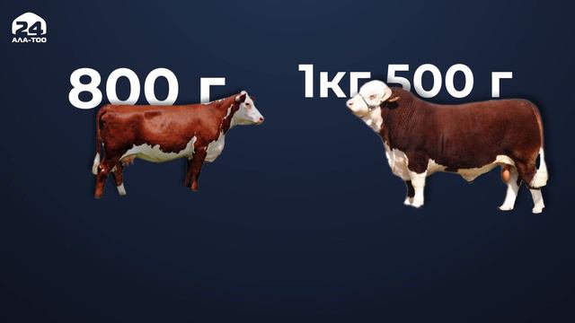 Асыл тукум мал чарбасын өнүктүрүү үчүн эмне кылуу керек? смотреть онлайн