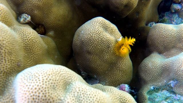 Червь Рождественское дерево - ЯРКИЕ ЦВЕТЫ Красного моря. Three Corners Fayrouz. 14.10-28.10.2020 смотреть онлайн