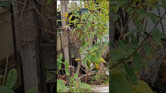 Holi se pehle permanent plants me kare ye 2 kaam смотреть онлайн