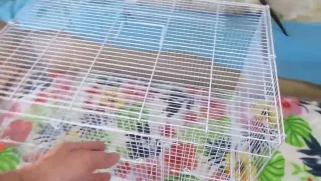 За новой крысой в "Zombieland"! ? Очередное спасение, вопреки всему. (Wild Rats | Дикие Крысы) смотреть онлайн