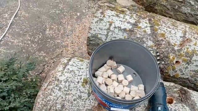 Подготовка пеньков для посадки вёшенки, подробно. смотреть онлайн