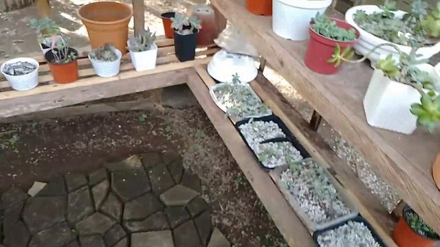 SUCCULENT GARDEN TOUR UPDATE смотреть онлайн
